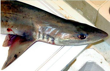 Mustelus punctulatus_04.jpg